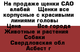 На продаже щенки САО (алабай ). Щенки все корпусные с красивыми линиями головы . › Цена ­ 30 - Все города Животные и растения » Собаки   . Свердловская обл.,Асбест г.